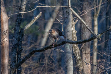 Red tailed hawk on a tree branch eating a frog.