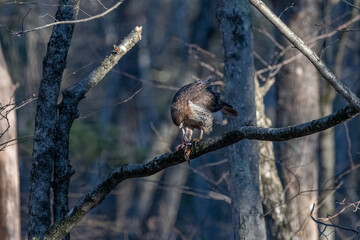 Red tailed hawk on a tree branch eating a frog.