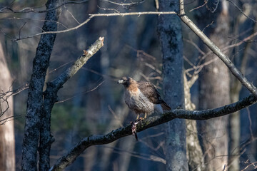 Red tailed hawk on a tree branch eating a frog.