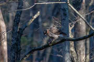 Red tailed hawk on a tree branch eating a frog.