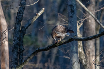 Red tailed hawk on a tree branch eating a frog.