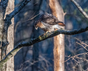 Red tailed hawk on a tree branch eating a frog.