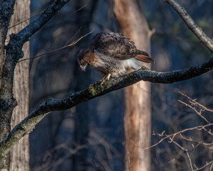 Red tailed hawk on a tree branch eating a frog.
