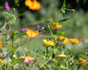 A ruby throated hummingbird feeding on zinnia flower.
