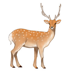 Illustration of male deer on white background 