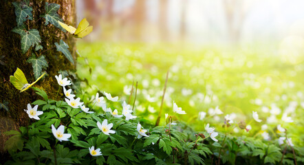 Beautiful Spring white flowers of anemones and flying butterfly in spring forest; Easter Spring...