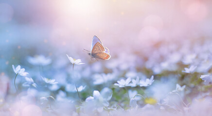 Butterfly on a delicate white spring flower in the spring in the rays of transparent sunlight of...