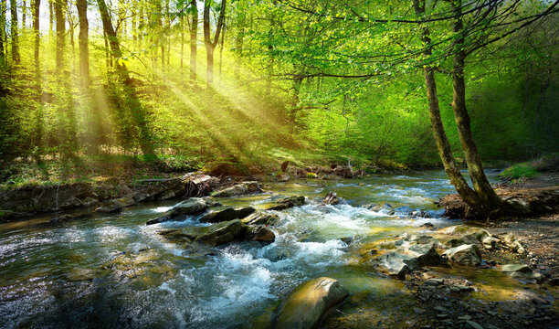 spring forest nature landscape,  beautiful spring stream, river rocks in mountain forest