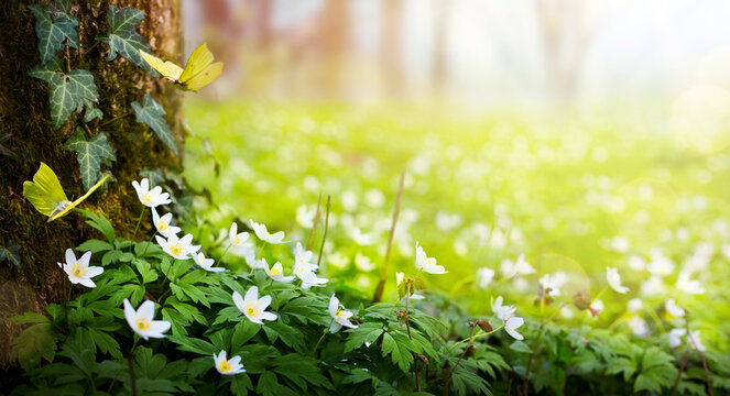 Beautiful Spring white flowers of anemones and flying butterfly in spring forest; Easter Spring forest landscape with flowering primroses