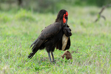 Bucorve du Sud, Grand calao terrestre, Bucorvus leadbeateri, Southern Ground Hornbill