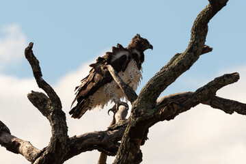 Aigle martial, Polemaetus bellicosus, Martial Eagle