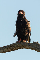 Bateleur des savanes, Aigle bateleur,  Terathopius ecaudatus, Bateleur