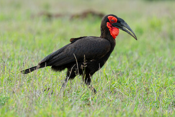Bucorve du Sud, Grand calao terrestre, Bucorvus leadbeateri, Southern Ground Hornbill