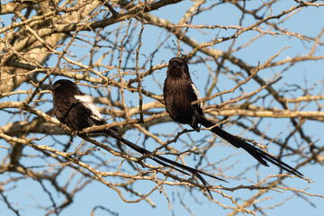Corvinelle noir et blanc,.Urolestes melanoleucus, Magpie Shrike