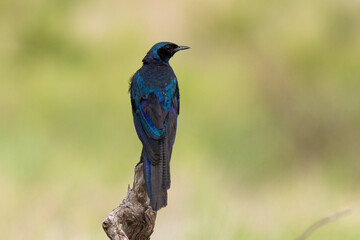 Choucador à épaulettes, rouges,.Lamprotornis nitens; Cape Starling