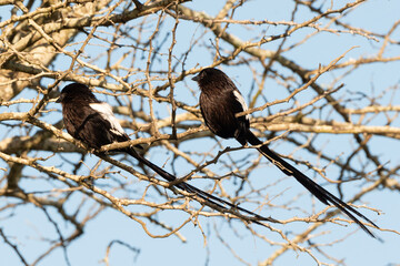 Corvinelle noir et blanc,.Urolestes melanoleucus, Magpie Shrike