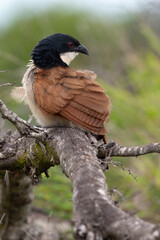 Coucal de Burchell,.Centropus burchellii, Burchell's Coucal