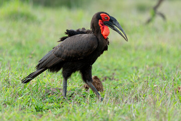 Bucorve du Sud, Grand calao terrestre, Bucorvus leadbeateri, Southern Ground Hornbill