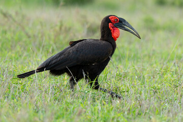 Bucorve du Sud, Grand calao terrestre, Bucorvus leadbeateri, Southern Ground Hornbill