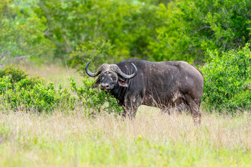 Buffle d'Afrique, Syncerus caffer, Parc national Kruger, Afrique du Sud
