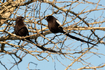 Corvinelle noir et blanc,.Urolestes melanoleucus, Magpie Shrike