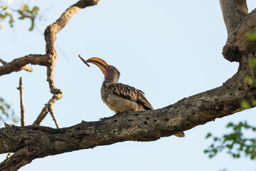 Calao leucomèle,.Tockus leucomelas, Southern Yellow billed Hornbill