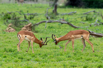 Impala, male, Aepyceros melampus