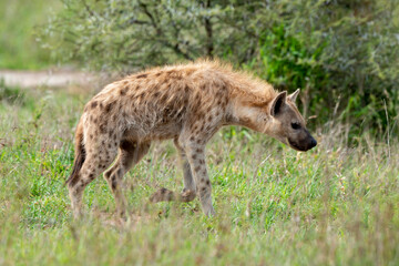 Hyène tachetée, jeune, Crocuta crocuta, Afrique du Sud