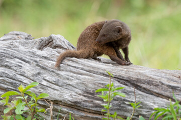 Mangouste naine, Helogale parvula
