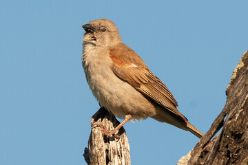 Moineau sud africain,.Passer diffusus, Southern Grey headed Sparrow