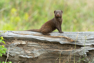 Mangouste naine, Helogale parvula