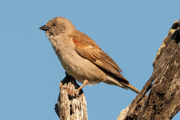 Moineau sud africain,.Passer diffusus, Southern Grey headed Sparrow