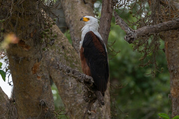 Pygargue vocifère,.Haliaeetus vocifer , African Fish Eagle, Parc national Kruger, Afrique du Sud
