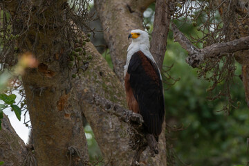 Pygargue vocifère,.Haliaeetus vocifer , African Fish Eagle, Parc national Kruger, Afrique du Sud