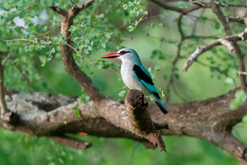 Martin chasseur à tête brune,.Halcyon albiventris, Brown hooded Kingfisher
