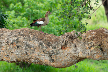 Ouette d'Égypte,. Alopochen aegyptiaca, Egyptian Goose, Parc national Kruger, Afrique du Sud