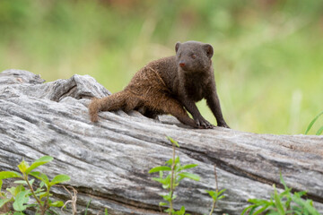 Mangouste naine, Helogale parvula