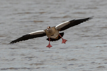 Ouette d'Égypte,.Alopochen aegyptiaca, Egyptian Goose, Parc national Kruger, Afrique du Sud