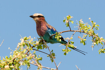 Rollier à longs brins,. Coracias caudatus, Lilac breasted Roller