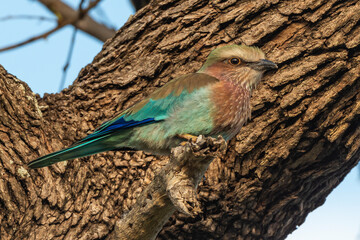 Rollier varié,.Coracias naevius, Purple Roller