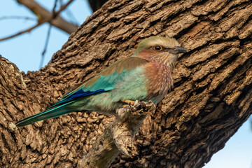 Rollier varié,.Coracias naevius, Purple Roller