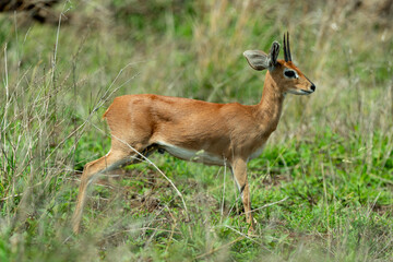 Steinbock, Raphicerus campestris, Parc national Kruger, Afrique du Sud