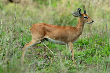 Steinbock, Raphicerus campestris, Parc national Kruger, Afrique du Sud