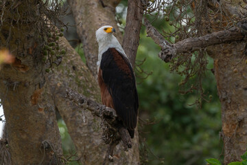 Pygargue vocifère,.Haliaeetus vocifer , African Fish Eagle, Parc national Kruger, Afrique du Sud