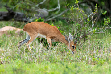 Steinbock, Raphicerus campestris, Parc national Kruger, Afrique du Sud
