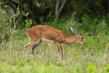 Steinbock, Raphicerus campestris, Parc national Kruger, Afrique du Sud