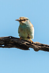 Rollier d'Europe,.Coracias garrulus, European Roller