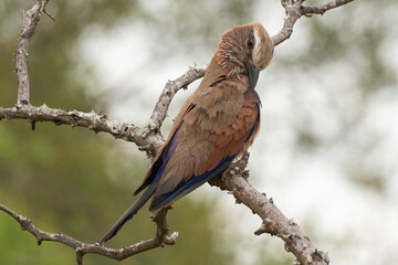 Rollier varié,.Coracias naevius, Purple Roller