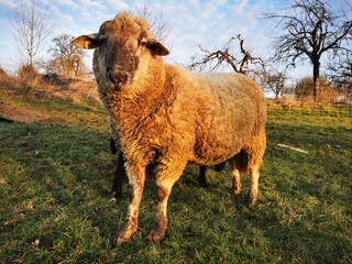 Obraz premium Sheep in a meadow in the warm evening light. That looks straight at the viewer