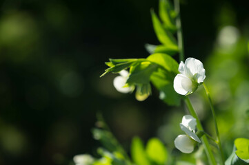 えんどう豆の白い花